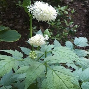White flowers and blue green foliage of the Misty Blue Dolls Eyes Plant.