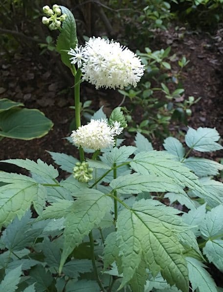 White Baneberry – VIRGINIA WILDFLOWERS