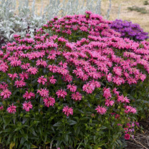 A small planting Monarda Pink Chenille in bloom with lovely, ink flowers on upright, leaved stems.