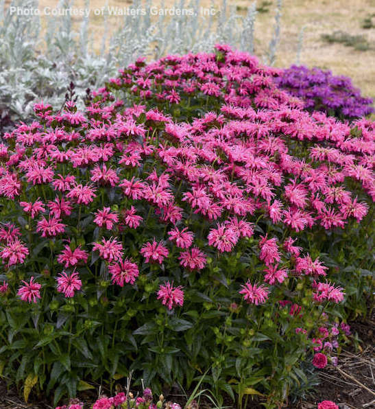Pink Bee Balm | Monarda 'Pink Chenille' Proven Winners&reg