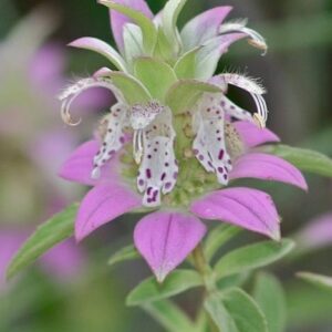 Monarda punctata Beebop pink, green, white, and burgundy flecked flower and bract.