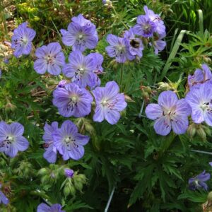 Mrs Kendall Clark Meadow Geranium small, translucent-looking, blue flowers with white veins, above clumps of green foliage.