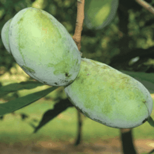Green NC-1 Pawpaw fruit.