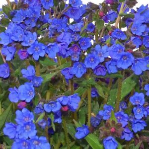 NOVA Cobalt Lungwort deep blue flowers above green foliage.