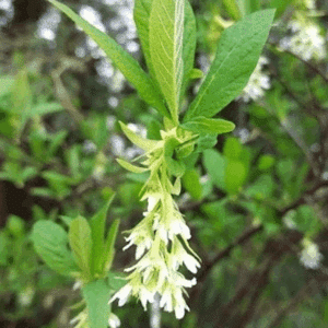 Oemleria cerasiformis cluster of white flowers hanging from ends of branches, surround by leaves.