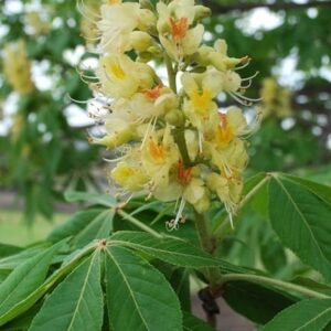 Ohio Buckeye Tree flower spike of yellow and white blooms, against its large green leaves.