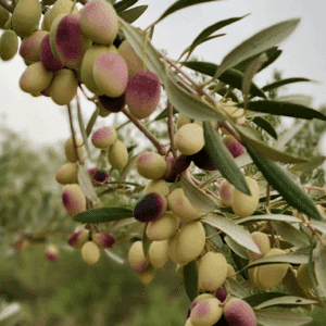 Olea europaea Coratina fruits on the stem.