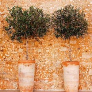 Olea europaea Frantoio trees, trimmed up and planted in terracotta pots.