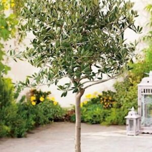 Olea europaea Picholine tree in a pot.