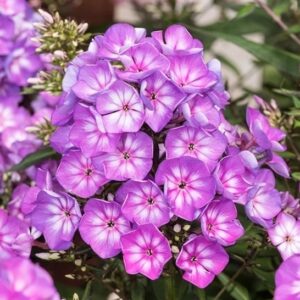 Olympus Phlox incredible magenta blooms.