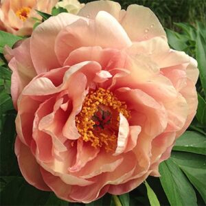 Oompa Loompa Itoh Peony bloom in shades of peach.
