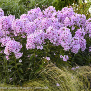 Opalescence Phlox dense, terminal panicles of pink flowers on tall, leaved stems.