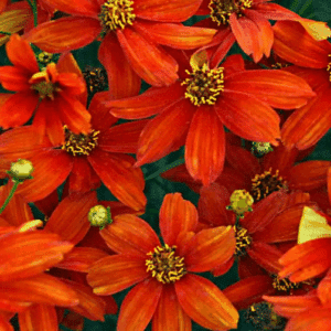 Orange Coreopsis orange flowers.
