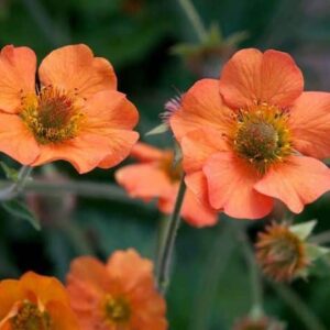 Orange Geum flowers in beautiful shades of orange and apricot.