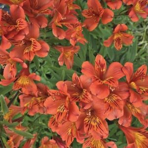 A field of Orange Lily of the Incas in bloom.