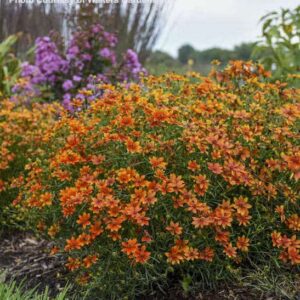 Orange Tickseed perennials in a bed.
