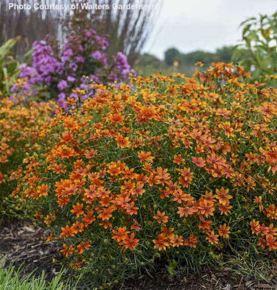 Crazy Cayenne Coreopsis | Orange Tickseed | Orange Coreopsis