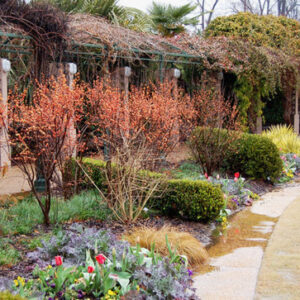 Orange Winterberry trees in a garden