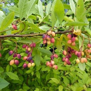 Osoberry fruits in various stages of ripeness hanging by stems from a main branch.