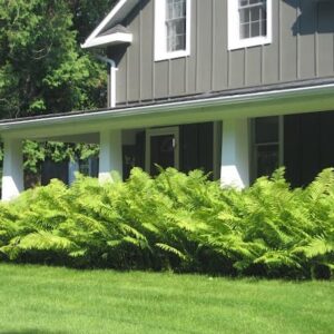 Ostrich fern planting running the length of a porch on a large shaker-styled home.
