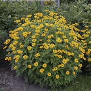 Beautiful round habit of Oxeye foliage with golden yellow flowers.