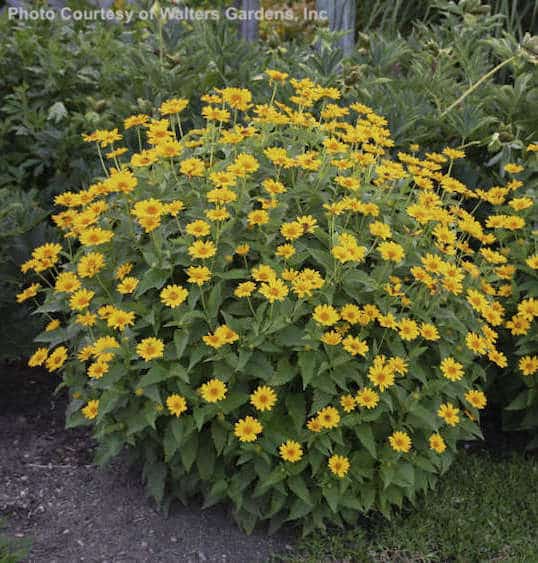 False Sunflower (Oxeye) | Heliopsis helianthoides 'Tuscan Sun'