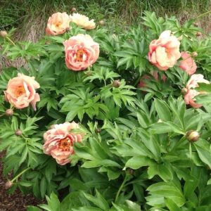 Paeonia Itoh Peach-A-Licious Garden Candy plant covered in large, peach blooms and buds.