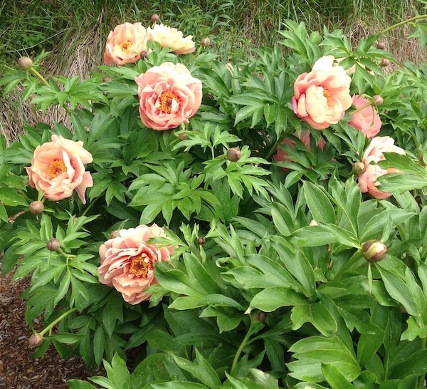 Orange Itoh Peony | Peach-A-Licious Itoh Peony (Oompa Loompa)