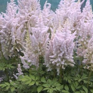 Masses of Pale Pink Astilbe flower spires over fresh green foliage.