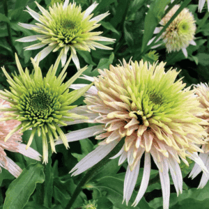Stunning, Pale Pink Echinacea blooms with green centres.