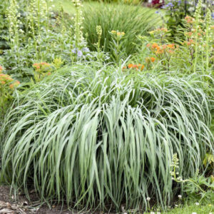 Panicum virgatum Niagara Falls with cascading, powder blue foliage.