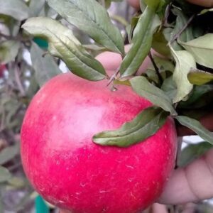 Parfianka Pomegranate plant fruit with red skin.
