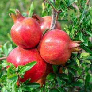 A cluster of leathery-skinned red Parfianka Pomegranate Tree fruit.