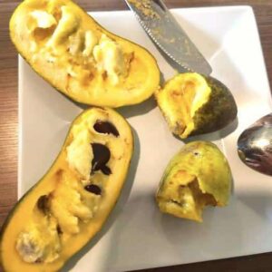 Creamy yellow flesh of the NC-1 Paw Paw Plant fruit.