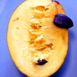 Half a Pawpaw Plant fruit with yellow flesh and dark seed.