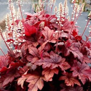 Peach Tea Foamy Bells plants with dark-veined, silver-frosted peachy-red foliage, and spikes of dainty, cream flowers.