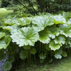 Peltiphyllum peltatum large foliaged plants waterside.
