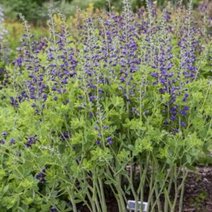 Periwinkle Popsicle Baptisia with a cascading fountain habit, pea-like, fresh green foliage and indigo pea-like flowers.