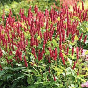 Persicaria amplexicaulis speciosa planting of wonderful tall, carmine red, bottle-brush flower spikes on tall stems.