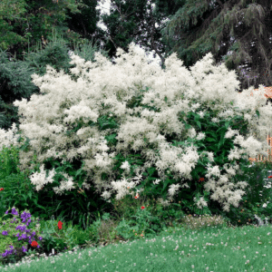 A large, spreading Persicaria polymorph covered with masses of large, beard-like white flowers on every stem.