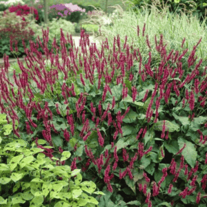 Persicaria speciosa carmine, bottle-brush flowers.