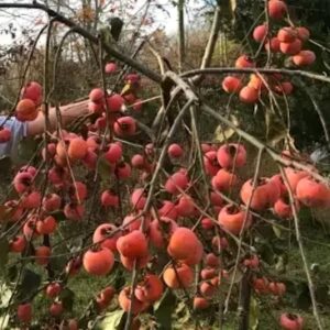Persimmon Tree fruit covering the tree branches.