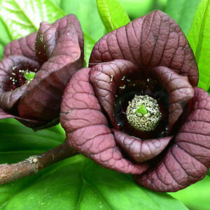 Peterson Pawpaw purple chocolate flowers.