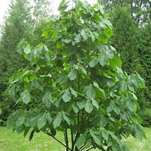 Peterson Susquehanna Pawpaw tree.