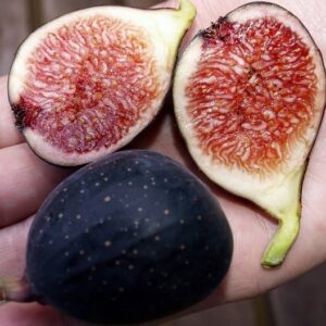 Two Petite Negra Fig fruit in the palm of a man's hand. One is cut open to reveal juicy looking reddish flesh.
