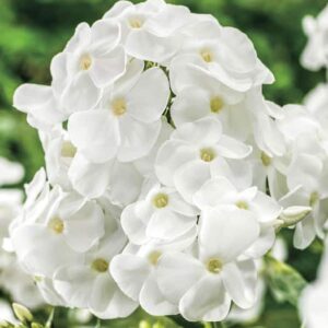 Phlox paniculata David pearly white flowers close-up.