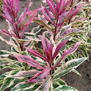 Phlox paniculata Olympus stunning, green leaves with cherry red margins, some morphing to white as they mature.