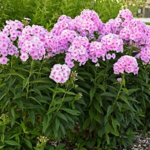 A planting of Phlox paniculata Opalescence LUMINARY with tall green, leaved stems with terminal panicles of pink flowers.