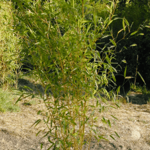 Phyllostachys Aureosulcata Lama Temple Bamboo.