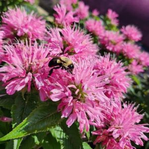 Pink Bergamot flowers close up, one with a bee on it.